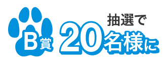 B賞（抽選で20名様）